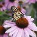 Purple Coneflower Flowers