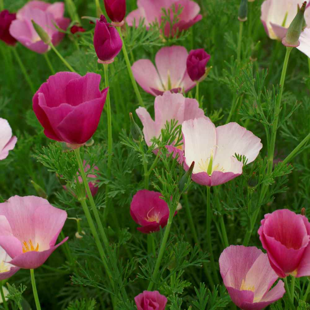  Poppy Seeds | California Purple Gleam