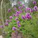 Dalea Purpurea Purple Clover