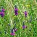 Purple Prairie Clover Field