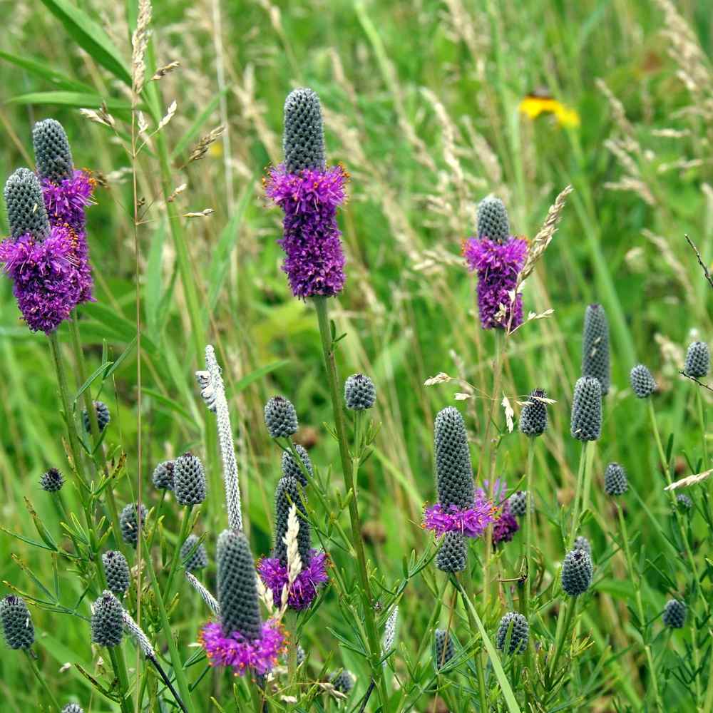 Prairie Clover Seeds - Dalea Purpurea Purple Prairie ...