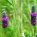 Purple Prairie Clover Plants