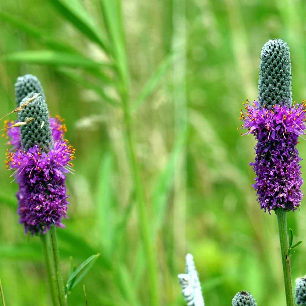 Prairie Clover