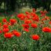 Red Poppy Flowering Plants