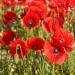 Red Poppy Flower Seeds