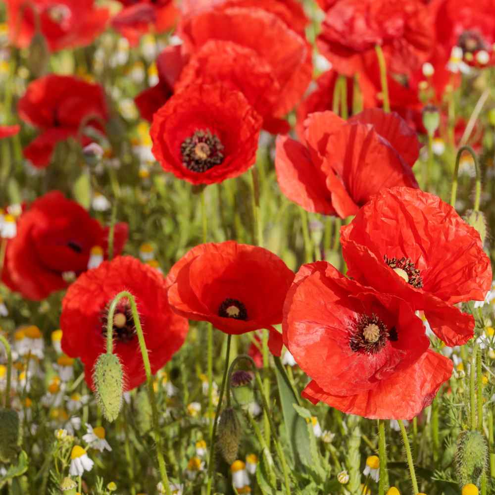 Wildflower Red Poppy  Seeds Papaver rhoeas Over1000+seeds  With Free Bookmarker 