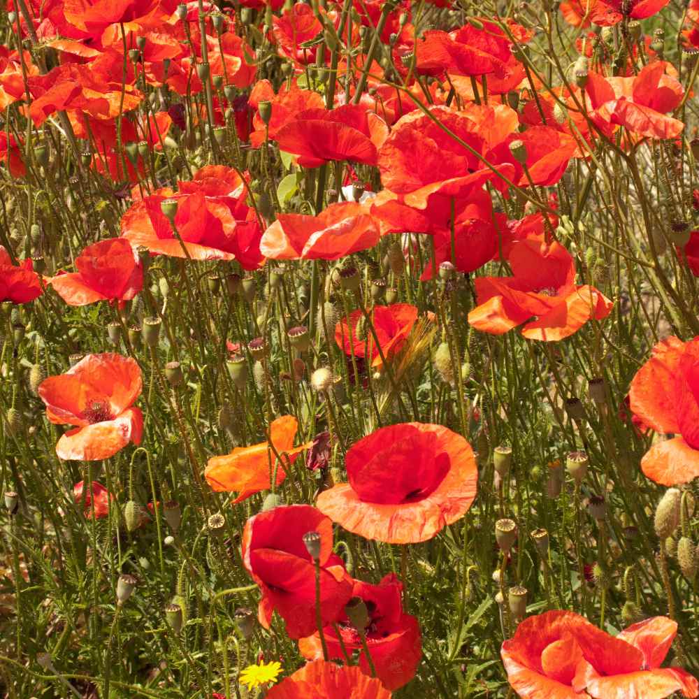 Red Poppy Wildflower Field