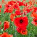 Red Poppy Flower Field