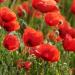 Red Poppy Flowers