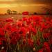 Papaver Rhoeas Red Wildflowers