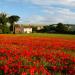 Papaver Rhoeas Red Flowers