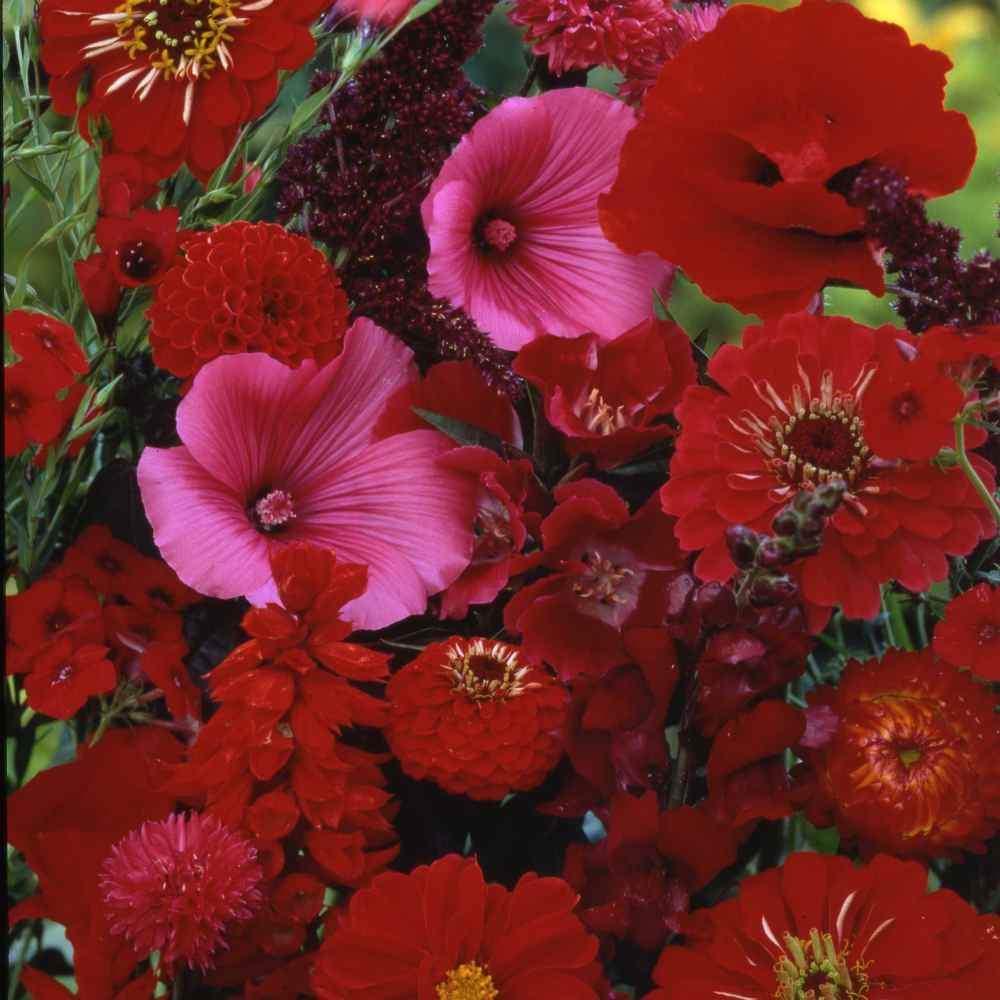 Red Wildflowers