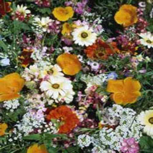 Rock Garden Annual Flowers