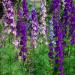 Rocket Larkspur Wildflowers