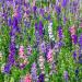 Rocket Larkspur Wild Flower Seed