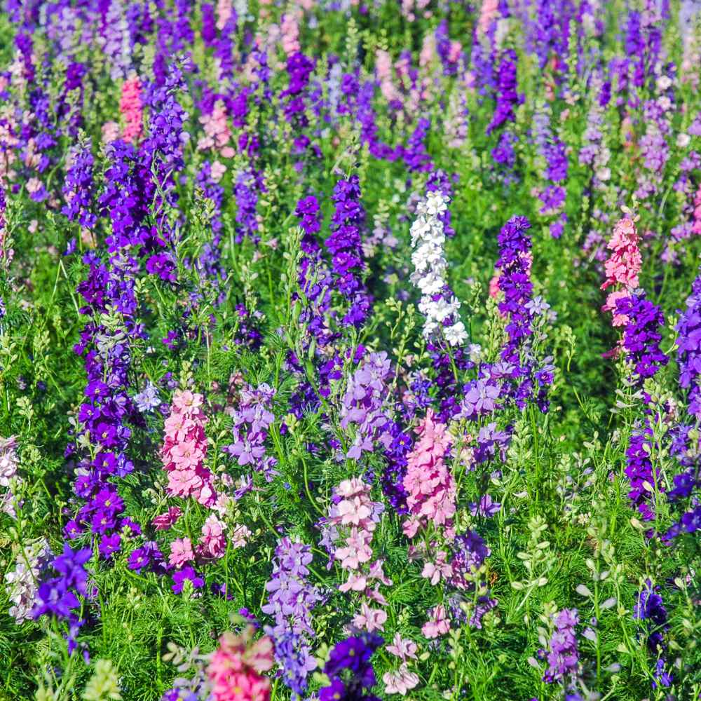 Everwilde Farms 1/4 Lb Imperial Mixed Rocket Larkspur Wildflower Seeds - Mylar Packet (Fresh 2024)