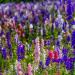 Delphinium Consolida Rocket Flowers