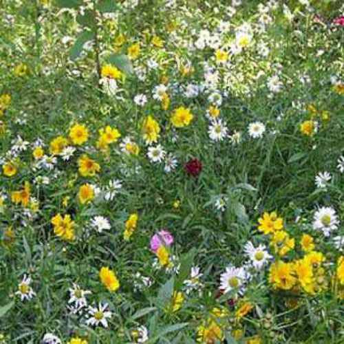 Rock Garden Perennial Flowers