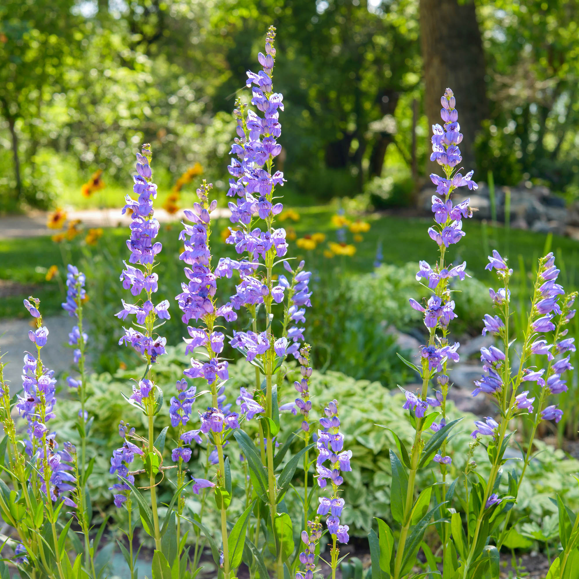 Rocky Mt. Penstemon Wildflower Seed Bag