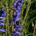 Rocky Mt. Penstemon Wildflowers