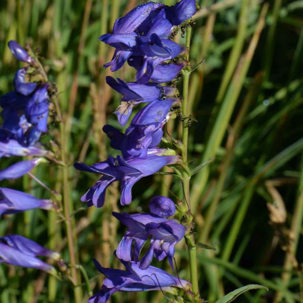 Penstemon Seeds Rocky Mountain Penstemon Flower Seed