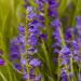 Rocky Mt. Penstemon Wildflower Seed