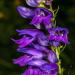 Penstemon Strictus Wildflowers