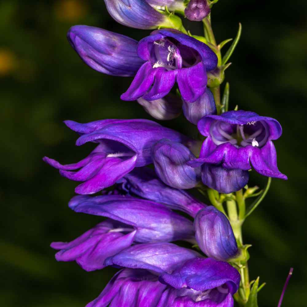 Penstemon Seeds | Rocky Mountain