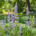 Penstemon Strictus Penstemon Wildflower Seed