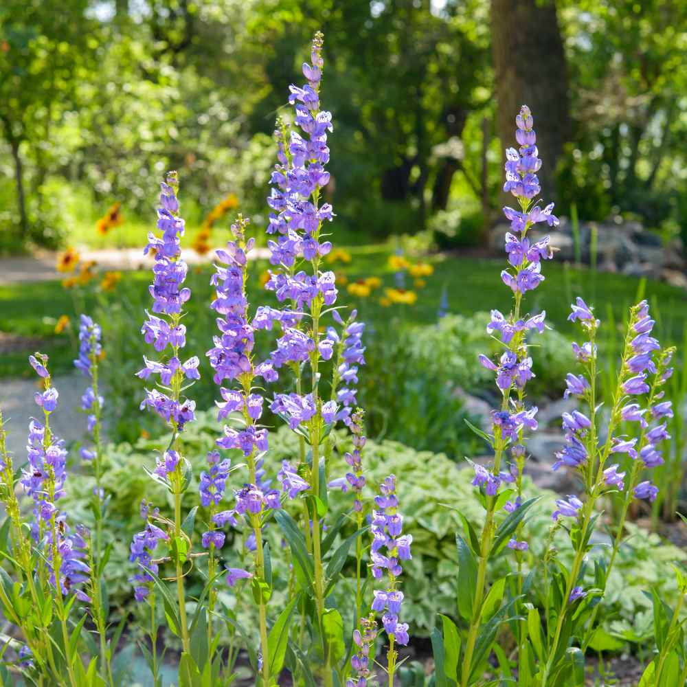 Penstemon Flowers Are...