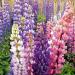 Russells Lupine Flowers