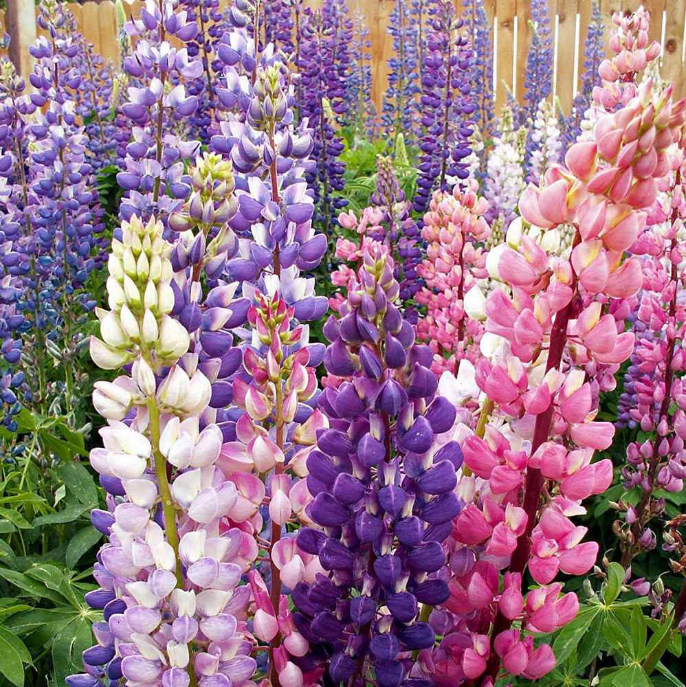 Lupine Seeds Lupinus Russell Hybrids Mix Flower Seed