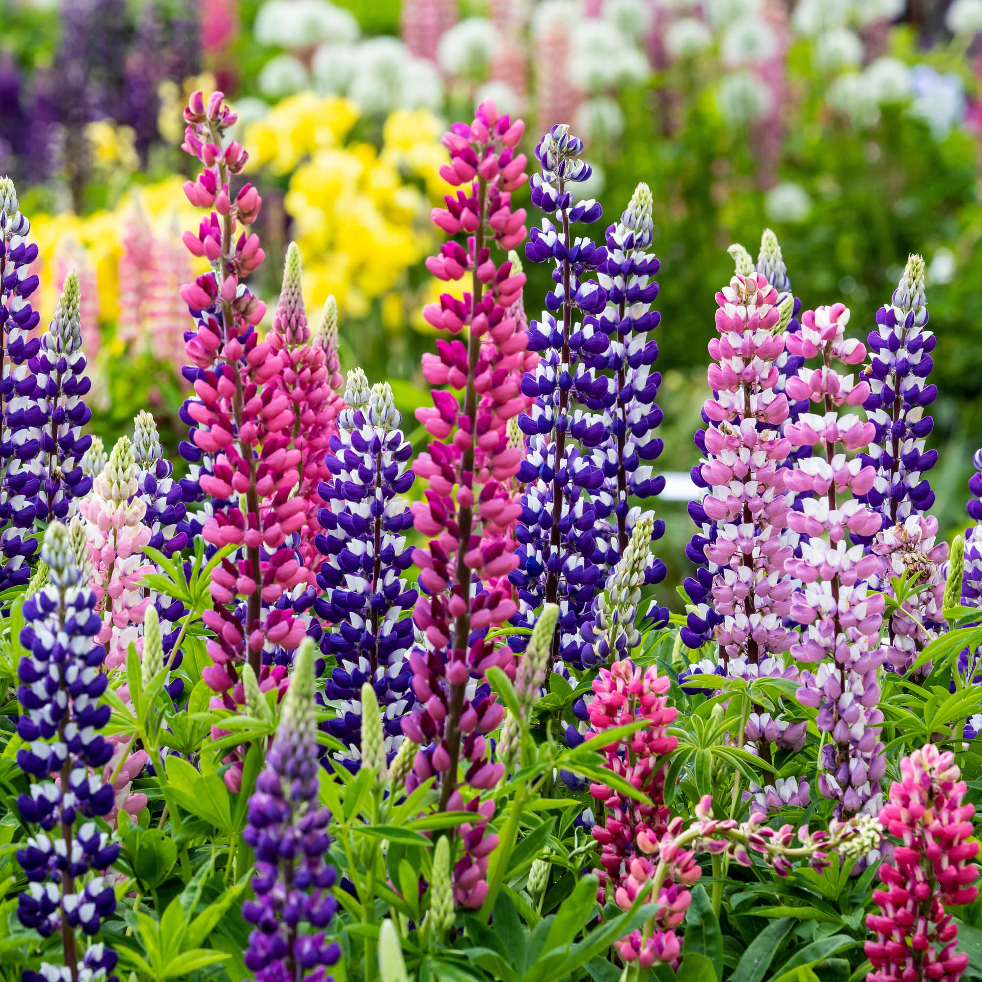 Lupine Russell Flower Seed Bag