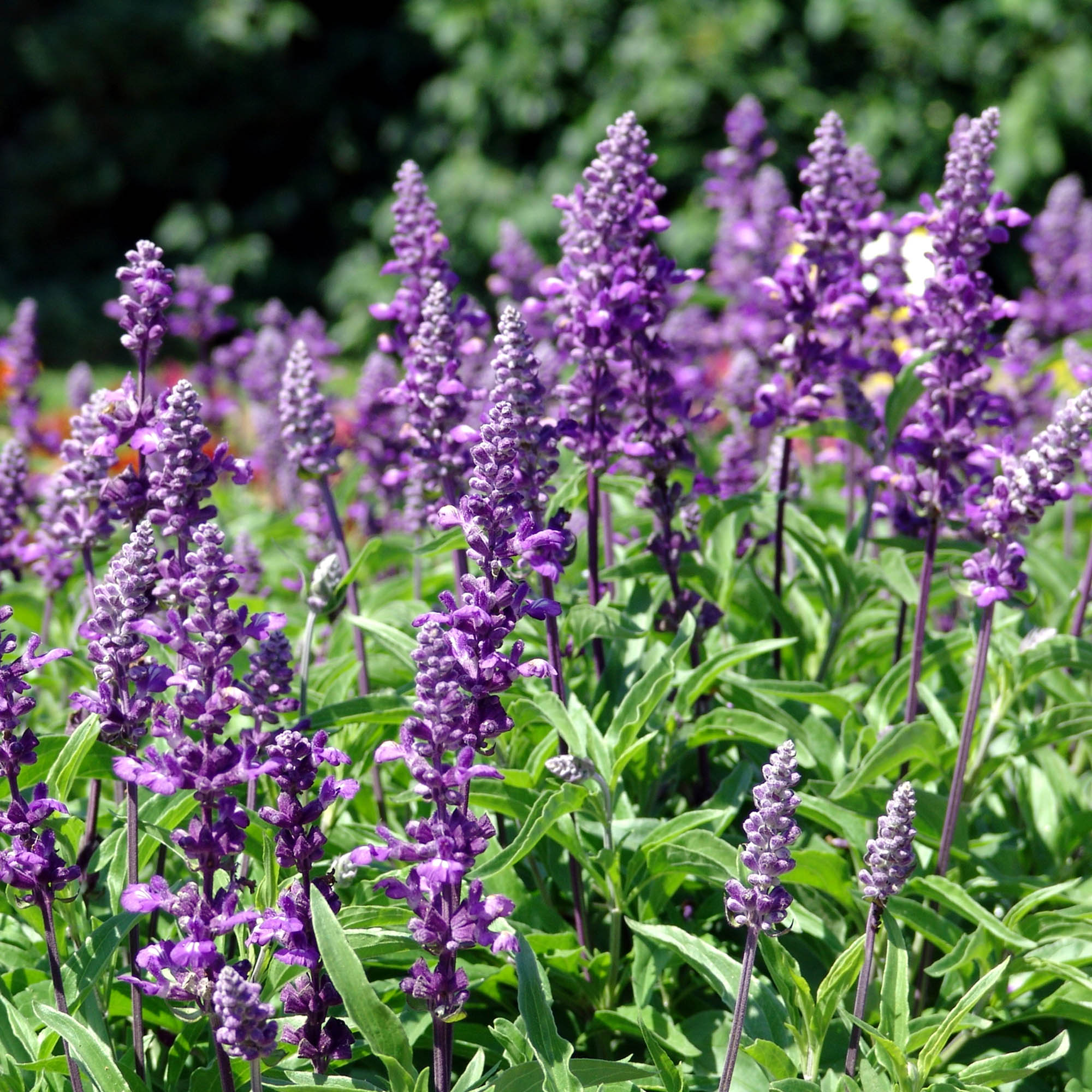 Sage Herb Seeds For Planting