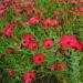 scarlet flax flowers