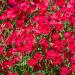 Scarlet Flax Wildflowers
