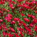 Scarlet Flax Wild Flower Seed