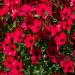 Linum Rubrum Flowers