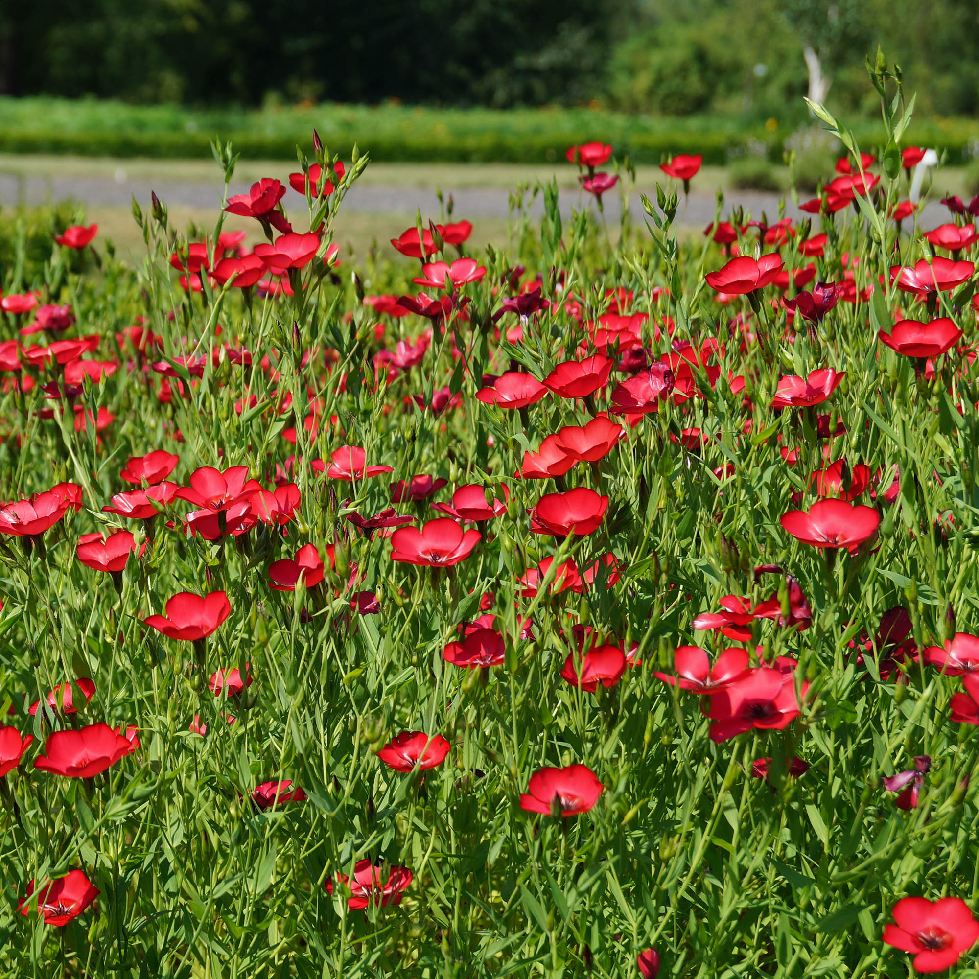 Annual Scarlet Flax Seed Packet