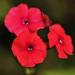 Phlox Drummondii Nana Compacta Beauty Scarlet