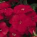 Annual Scarlet Phlox  Wildflowers