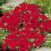 Scarlet Phlox Flowers