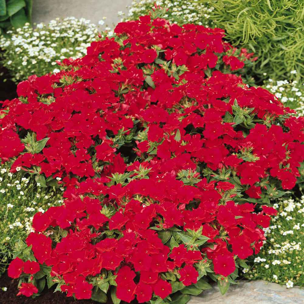 Details about   Drummond Phlox Flower Seeds Coccinea Cut Bedding Pictorial Packet UK 180 Seed