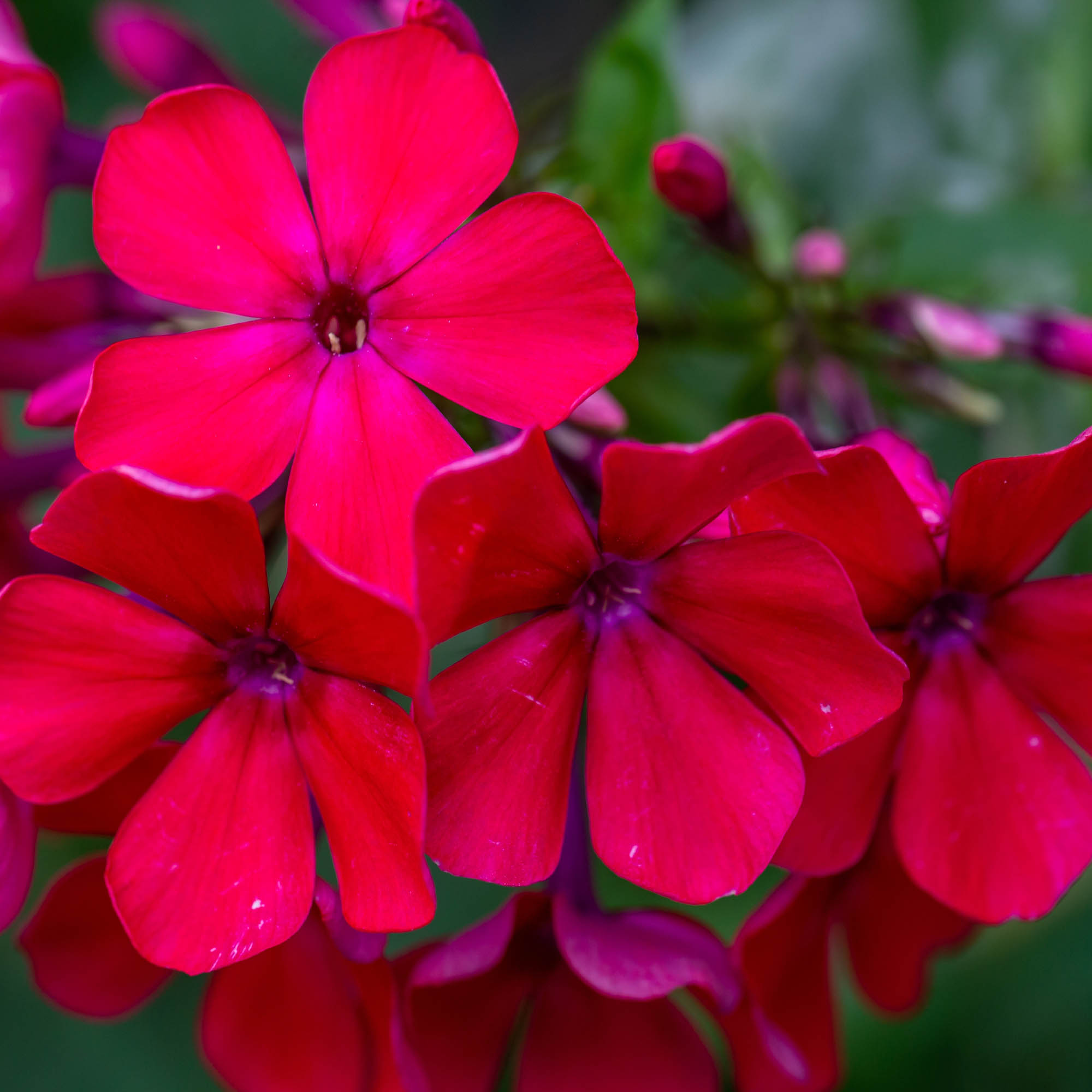 Scarlet Phlox Seed