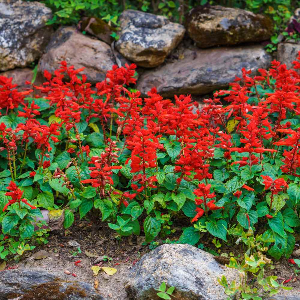 Scarlet Sage Wildflowers