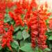 Scarlet Sage Wildflower Plants