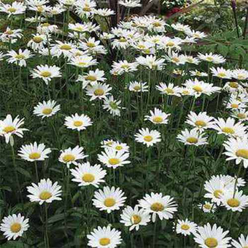 Shasta Daisy Wild Flower Seed