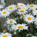 Perennial Shasta Daisy Wild Flower Seed