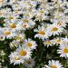 Shasta Daisy Wildflower Seed