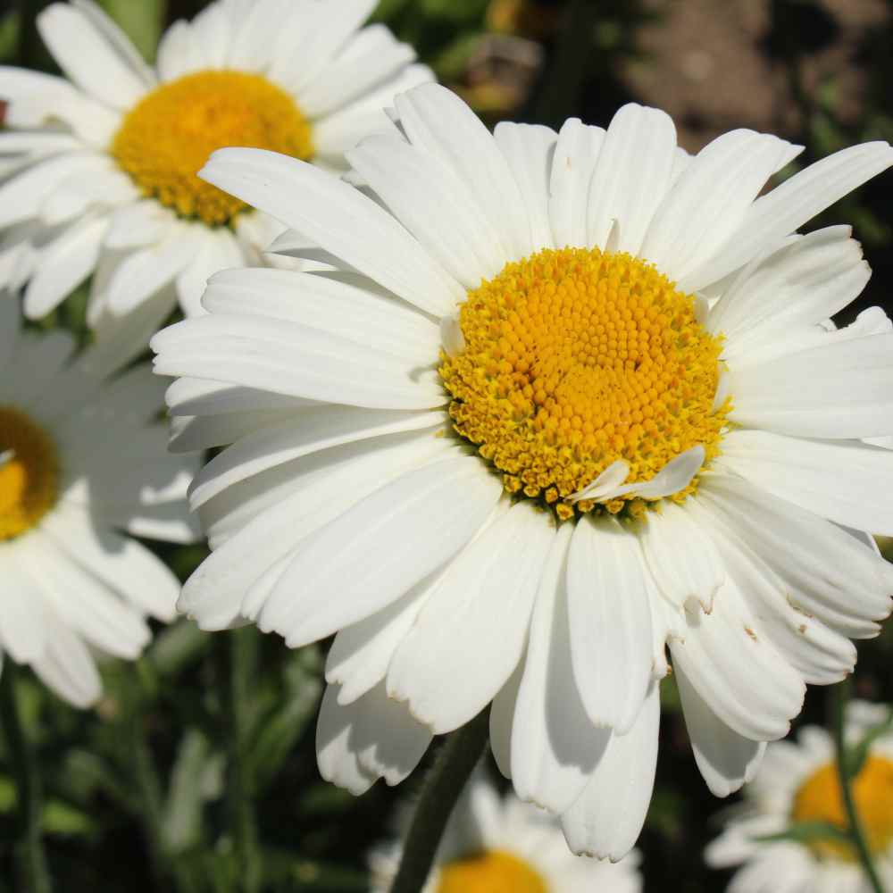 Perennial Shasta Daisy Wildflowers